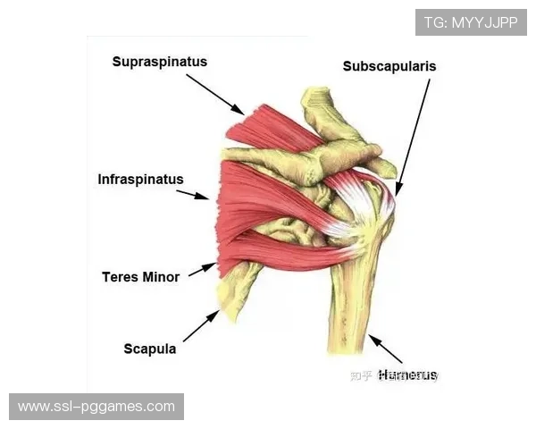 运动生物力学在羽毛球训练中的应用与进展 运动生物力学在羽毛球训练中的应用与进展